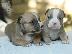 PoulaTo: American Bully